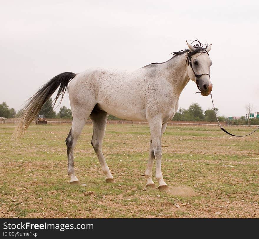 Arab horse in a farm of beijing