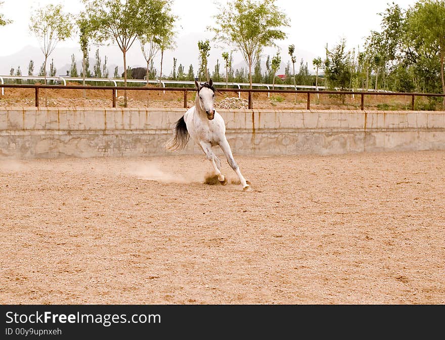 Arab horse in a farm of beijing