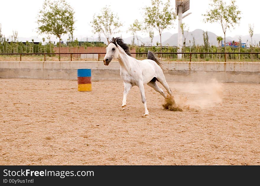 Arab horse in a farm of beijing