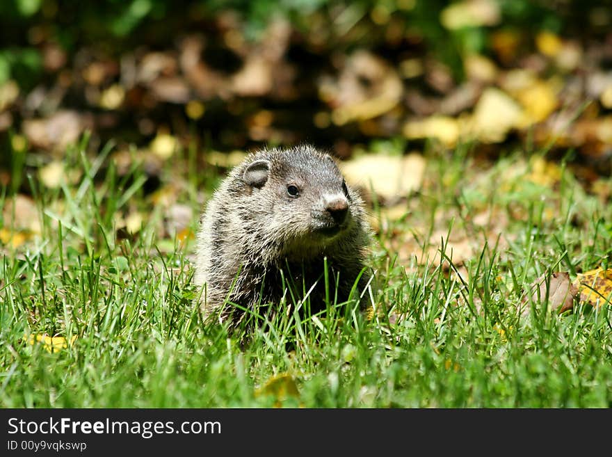 A Baby ground hog in the grass