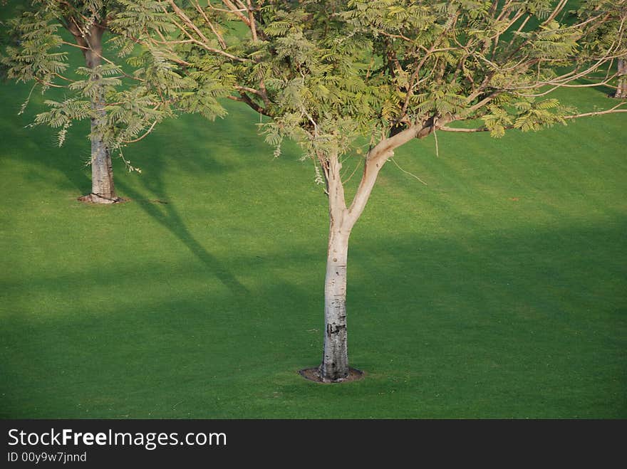 Couple of tree having half branches visible with grass. Couple of tree having half branches visible with grass