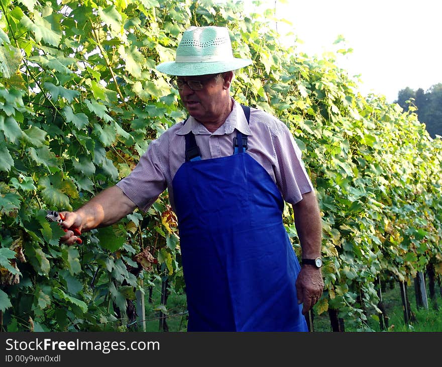 Man work in vineyard in summer time