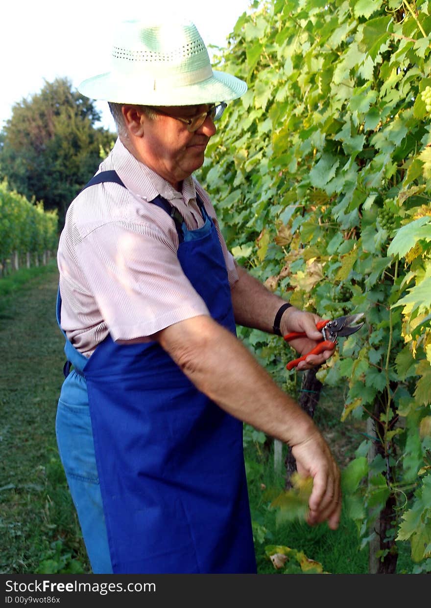 Man work in vineyard in summer time