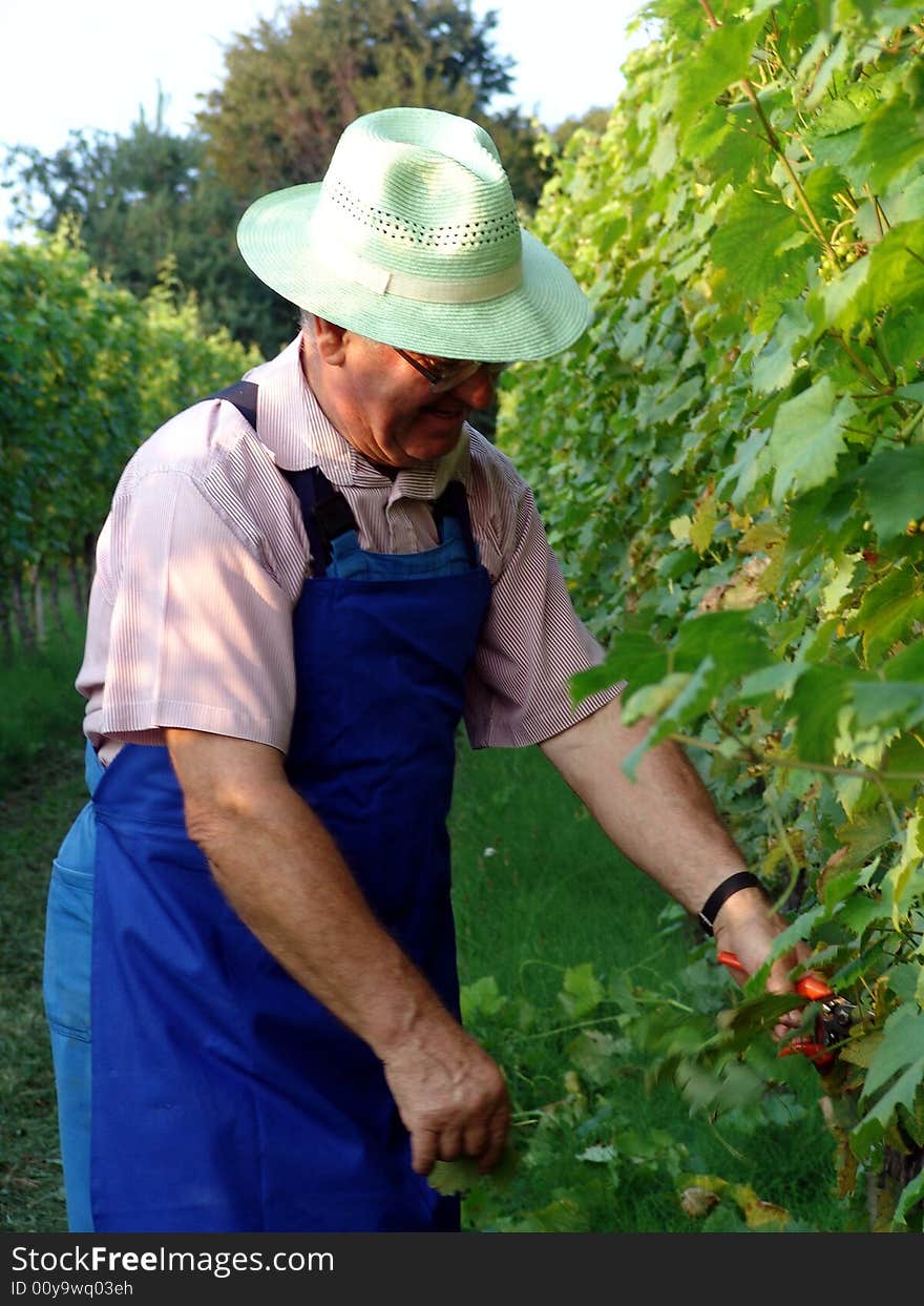 Man work in vineyard in summer time