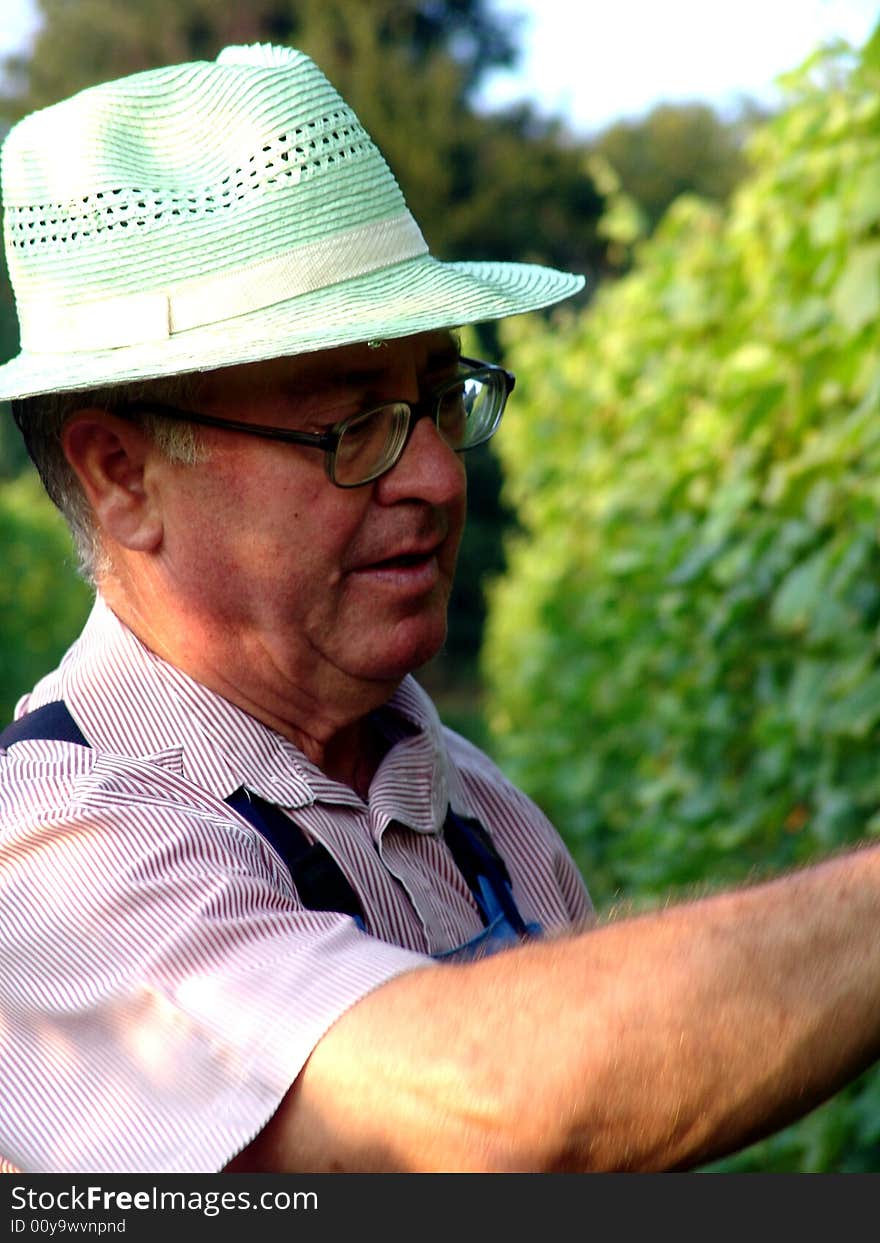 Man work in vineyard in summer time