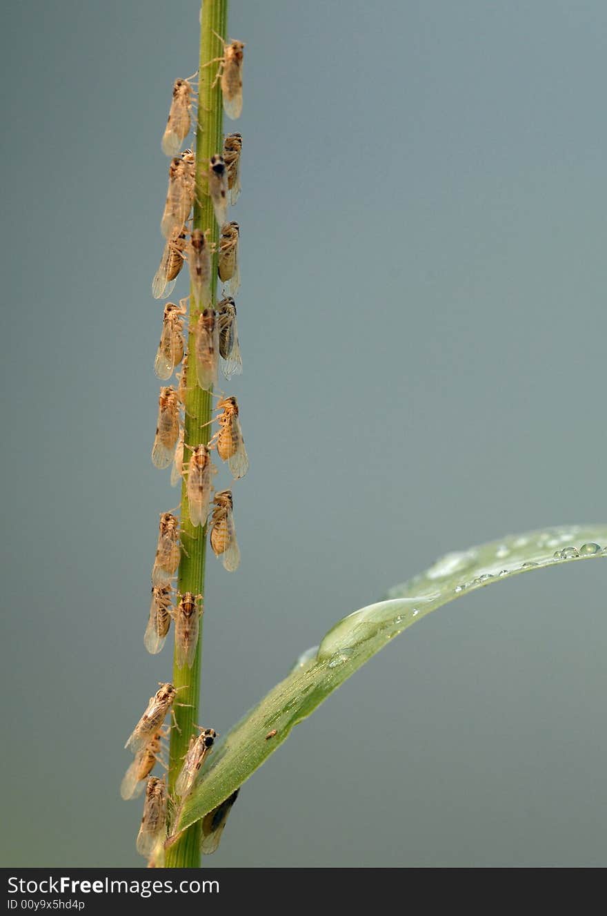 3 mm long cicada