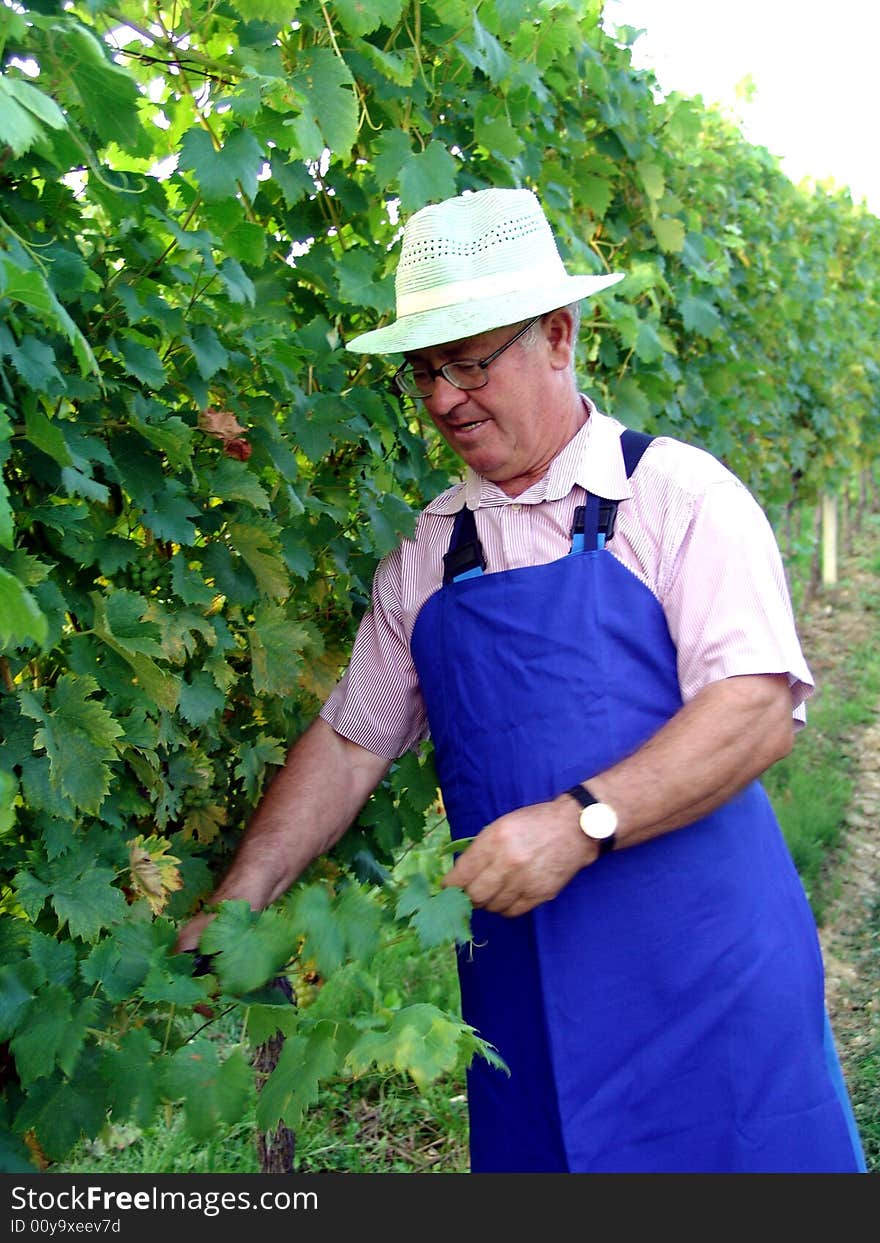 Man work in vineyard in summer time