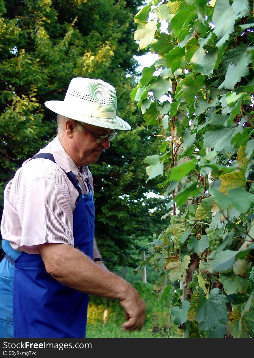 Man work in vineyard in summer time