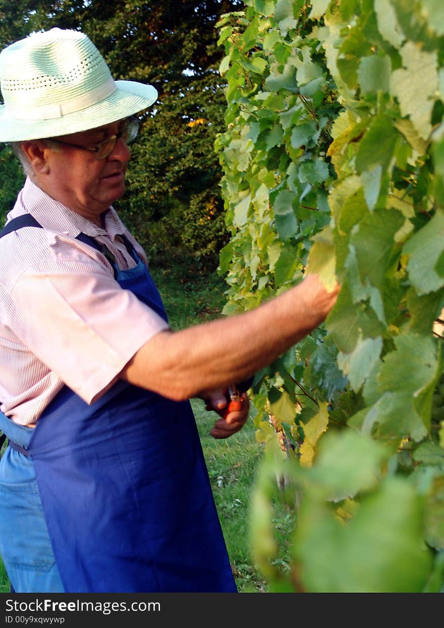 Man work in vineyard in summer time