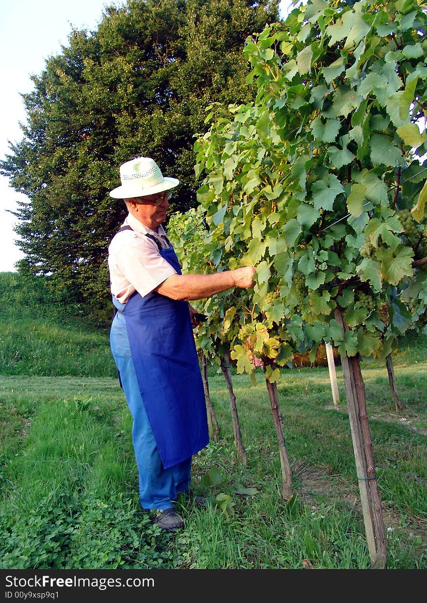 Man work in vineyard in summer time