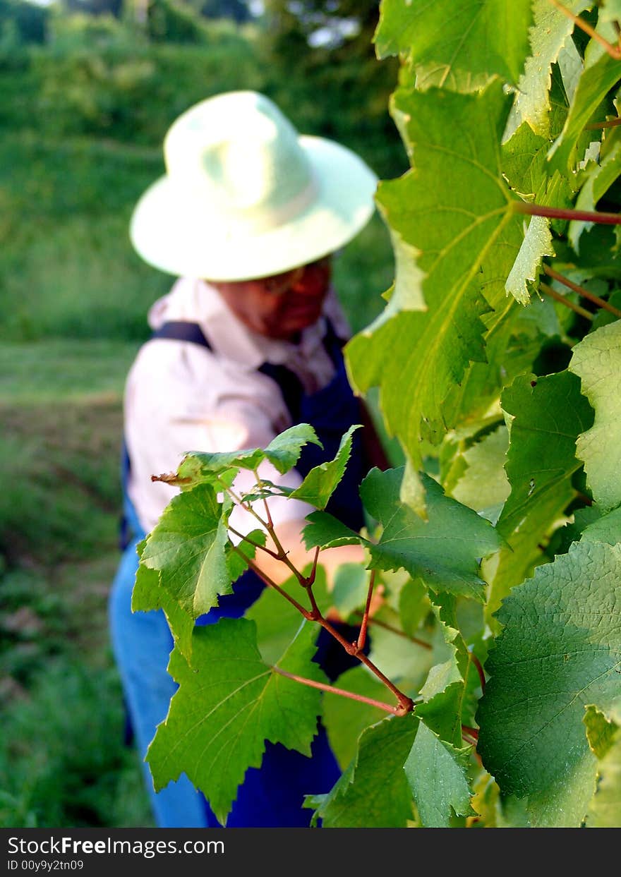 Man work in vineyard in summer time