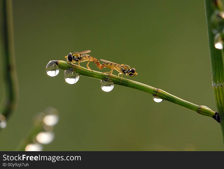 Fresh aphid flies Black Belt[Episyrphus balteatus