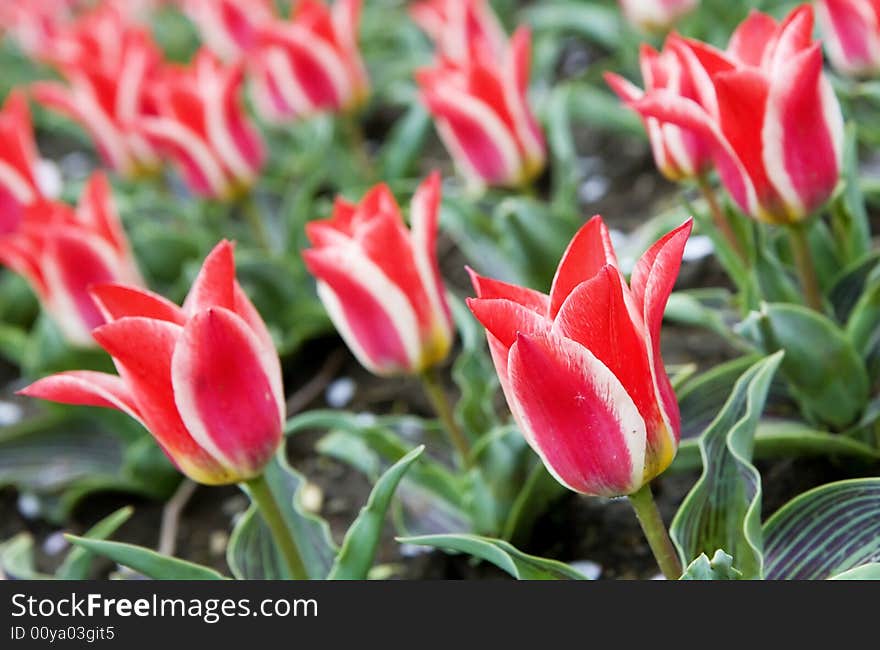 Field of white streaked red lily-flowered tulips. Field of white streaked red lily-flowered tulips