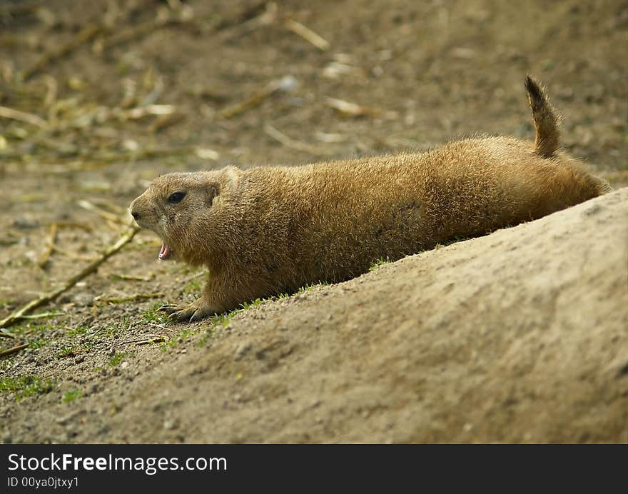 Yawning Prairie dog near burrow. Yawning Prairie dog near burrow