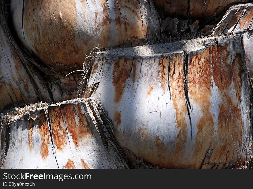 Shell of Date trees with partial sun light. Shell of Date trees with partial sun light