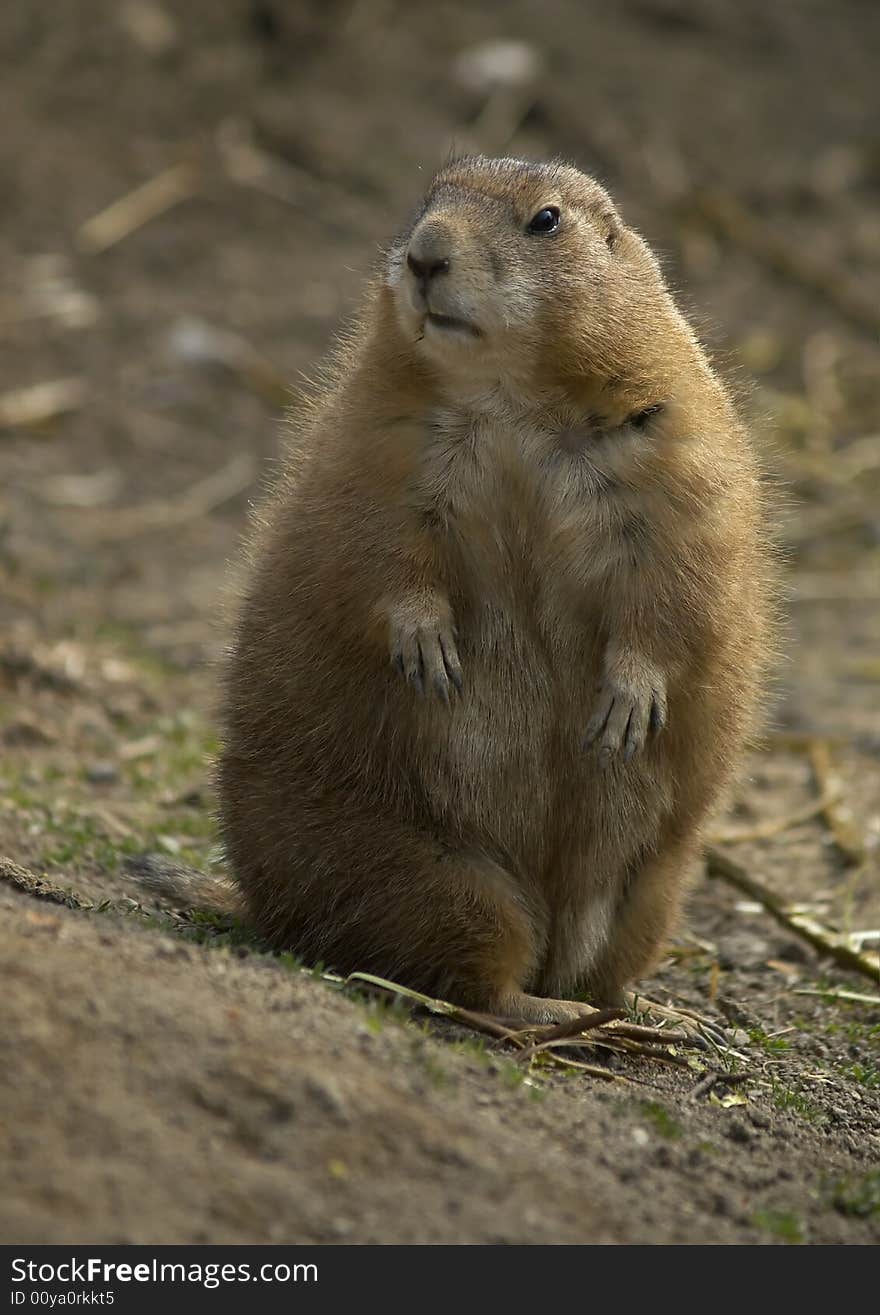 Sitting prairie dog in Zoo. Sitting prairie dog in Zoo