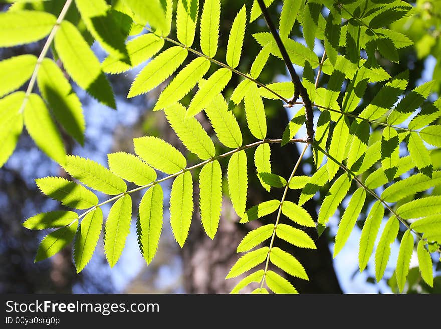 Green leaves are convenient for using as a background