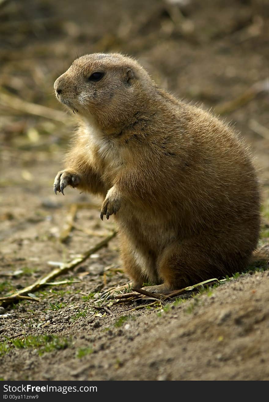 Sitting prairie dog in Zoo. Sitting prairie dog in Zoo