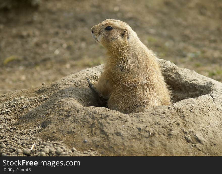 Prairie dog in burrow (photo from zoo). Prairie dog in burrow (photo from zoo)