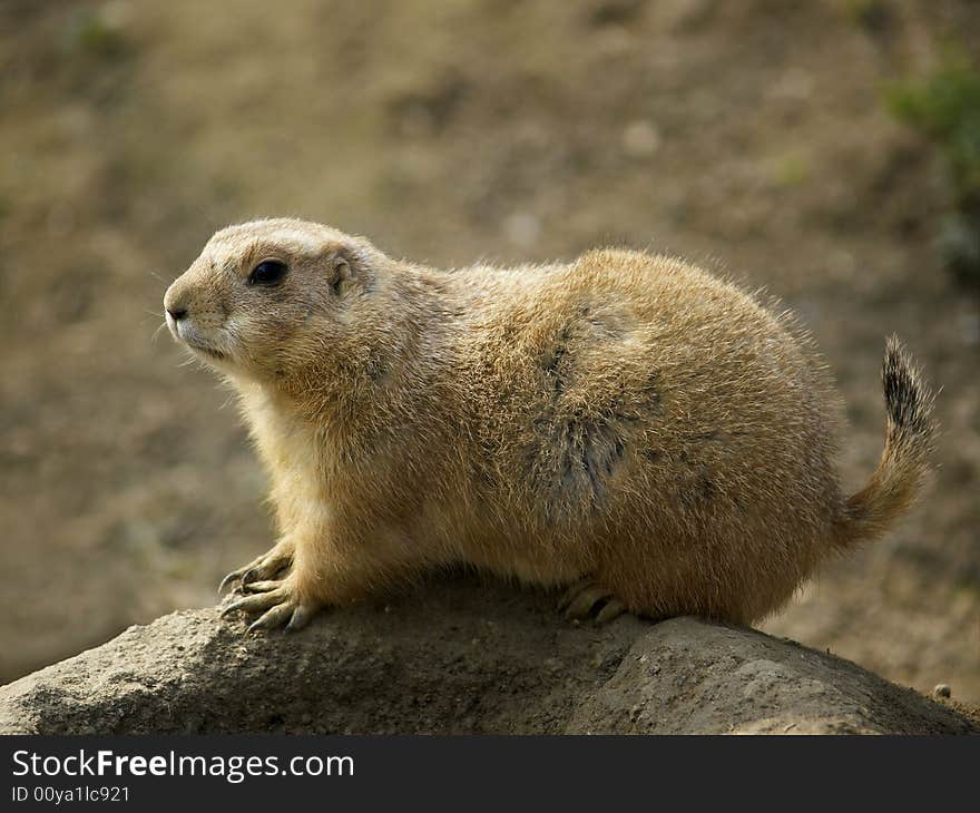 Prairie dog on burrow (photo from zoo). Prairie dog on burrow (photo from zoo)