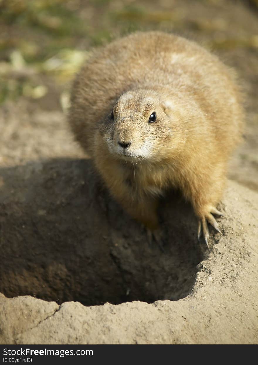 Prairie dog on burrow (photo from zoo). Prairie dog on burrow (photo from zoo)