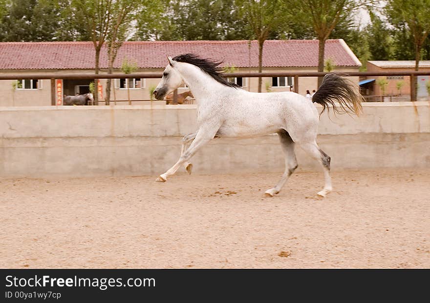 Arab horse in a farm of beijing