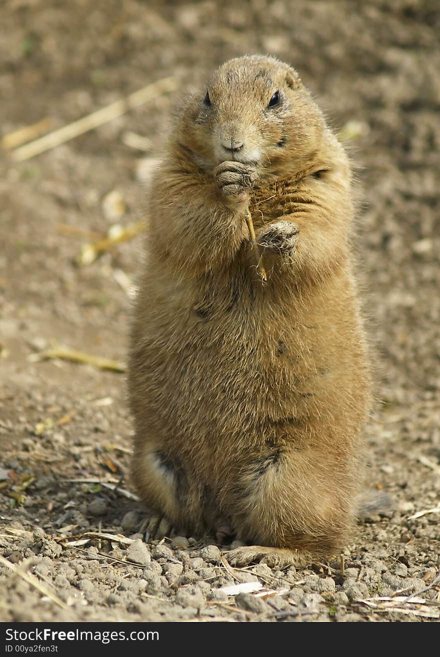 Sitting prairie dog in Zoo. Sitting prairie dog in Zoo