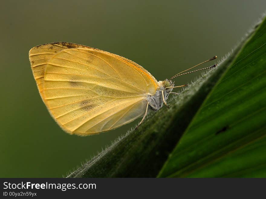 Pieris rapae Linnaeus