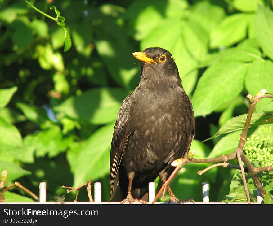 A black bird in a garden