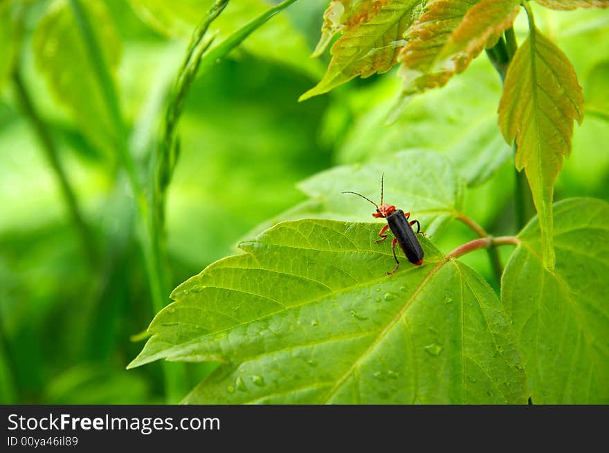 Little bug seating on the leaf. Little bug seating on the leaf