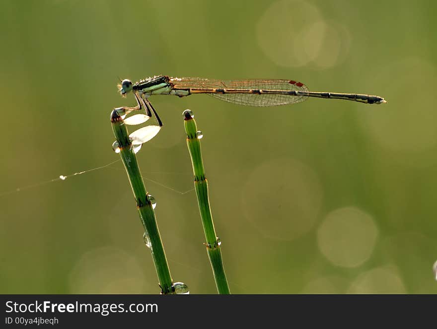 INSECTA Odonata predatory enemies . Backlight photography. INSECTA Odonata predatory enemies . Backlight photography