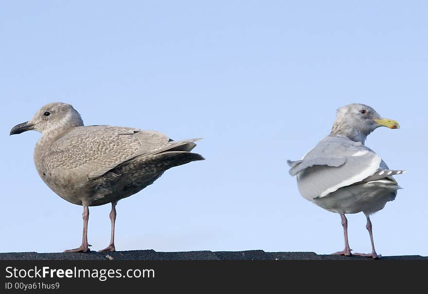 Seagulls