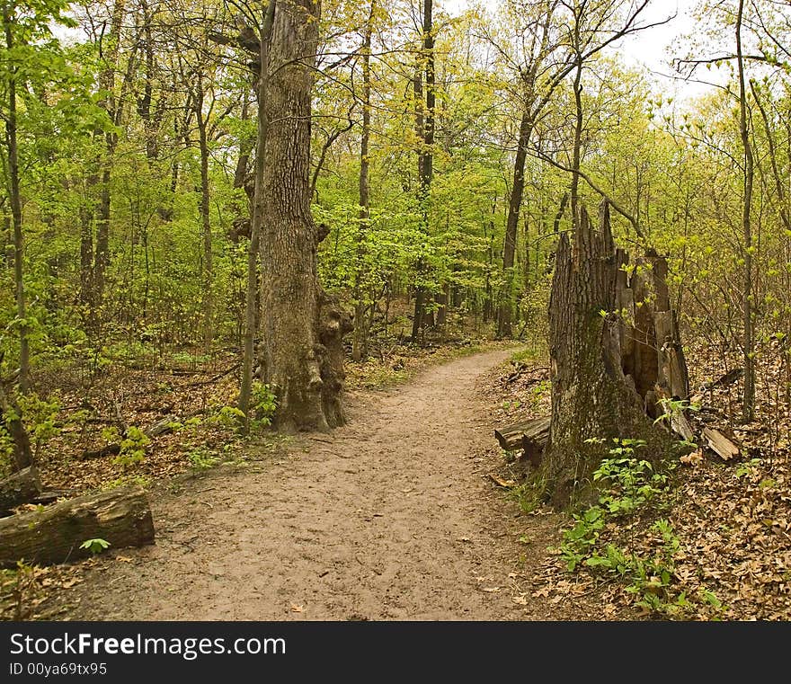 Knobby tree with bird s head