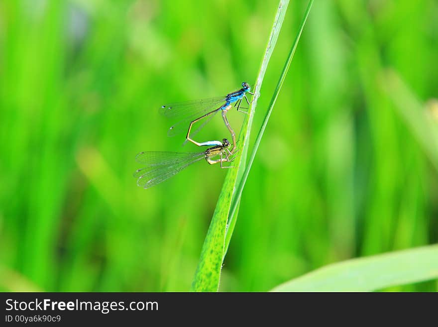 A couple of dragonflyes mating on a leaf