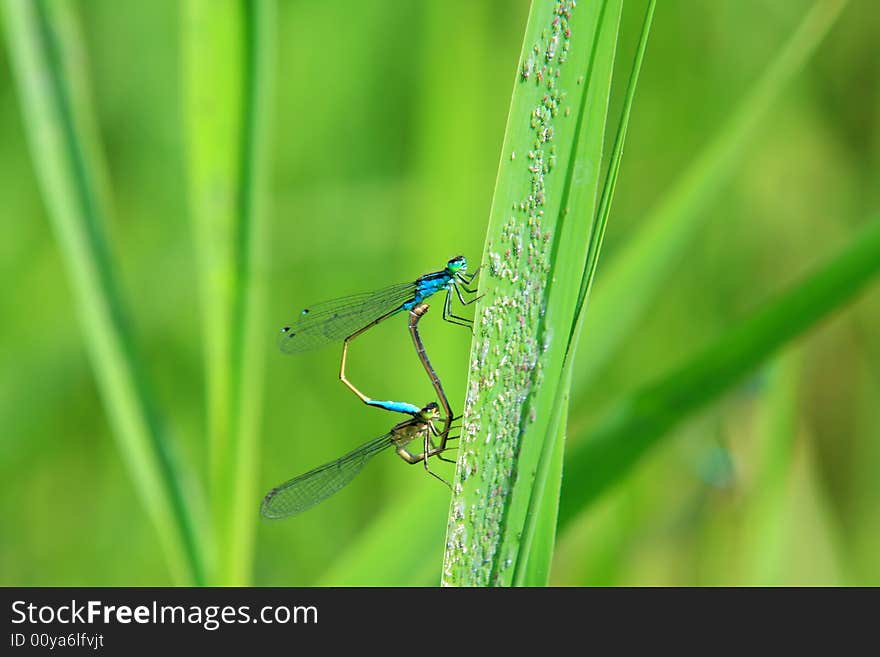 A couple of dragonflyes mating on a leaf