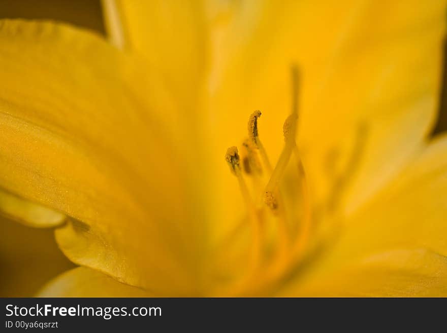 Yellow lilly close-up