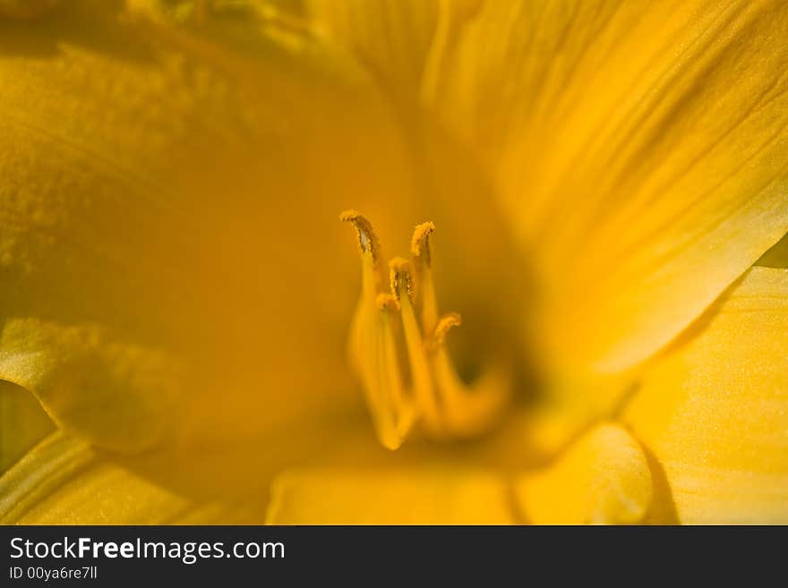 Yellow lilly close-up