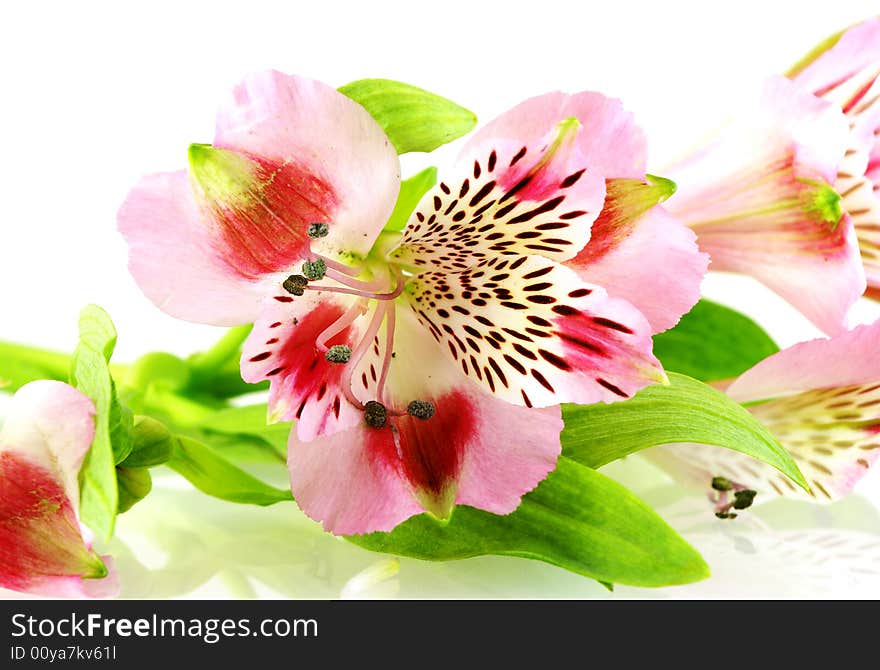 Close Up Shot Of Few Bright Flowers Over White