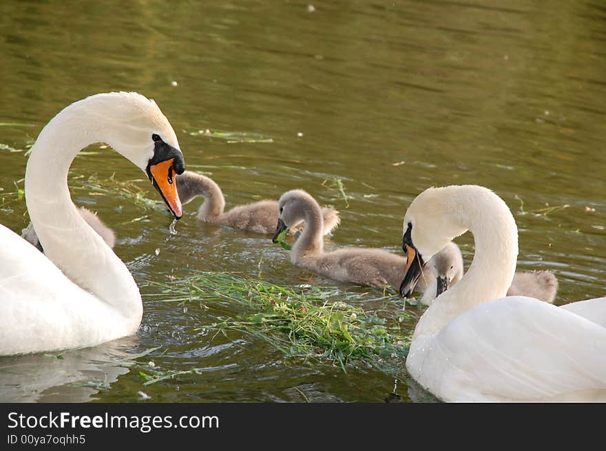 A couple of white swans making the greatest parenting team looks after thier cygnets. A couple of white swans making the greatest parenting team looks after thier cygnets