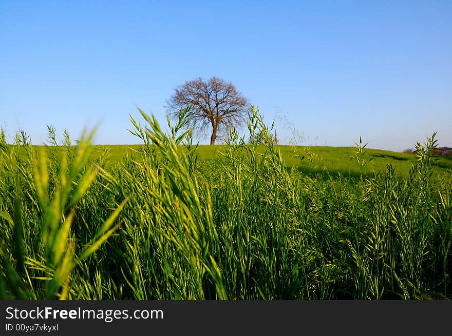 A Springtime glory image with a fodder enormous field and a lone oak