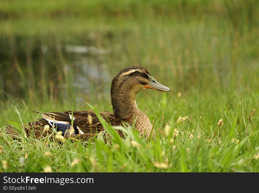 Adult duck is sitting on the lakeside