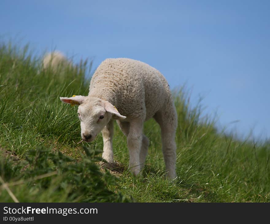 A lamb trying to walk on a meadow on a dike against a blue sky. A lamb trying to walk on a meadow on a dike against a blue sky