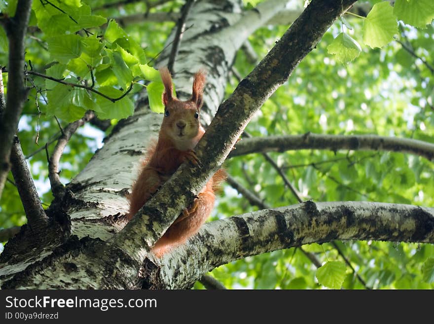 Curious squirrel sat at the tree