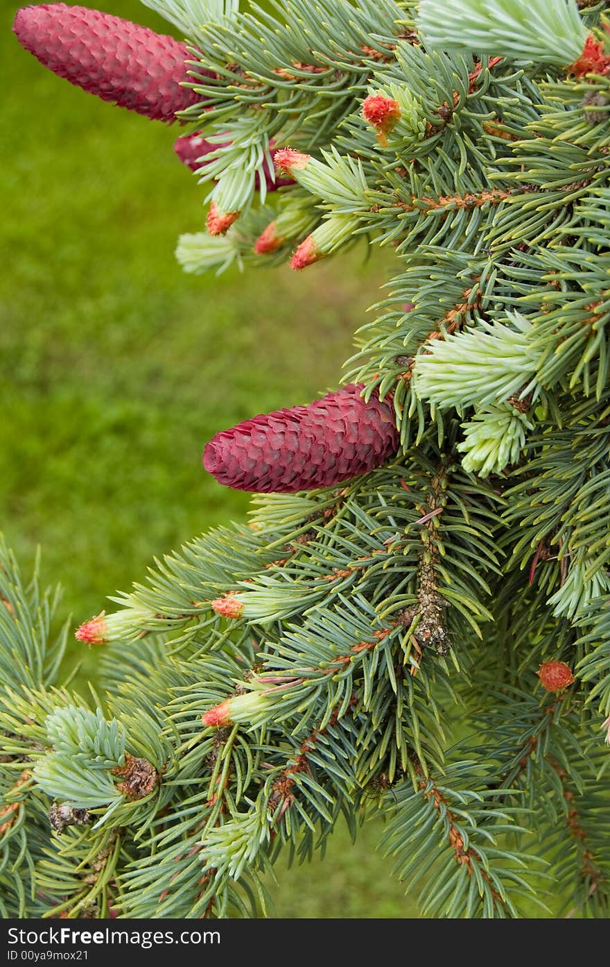 Close up of pine branches with red cones. Close up of pine branches with red cones