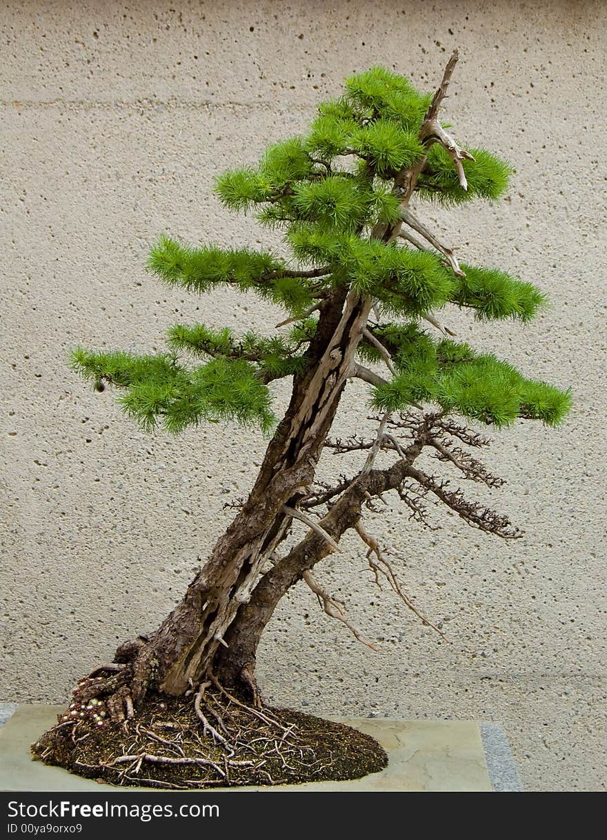 Old bonsai tree growing in an indoor garden