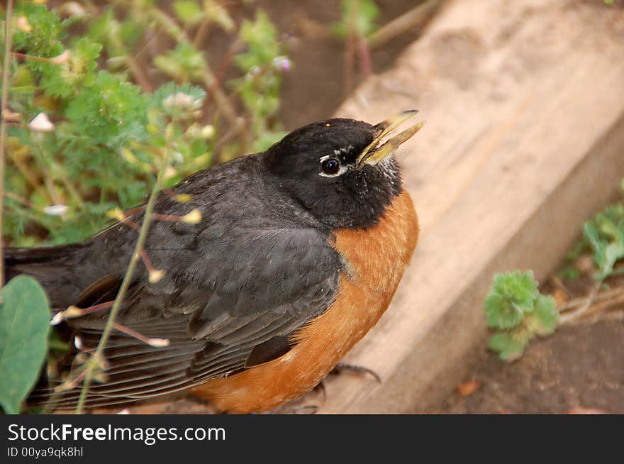 Injured American robin fledgling