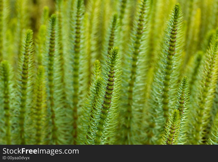 Needle plant