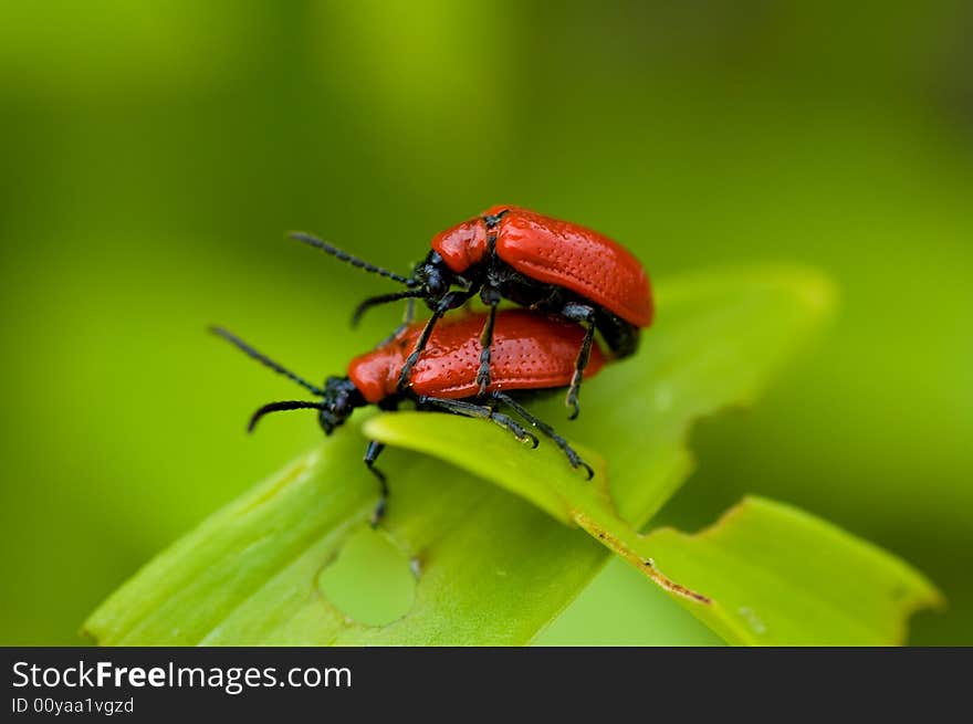 Lily leaf beetles making love on a leaf.