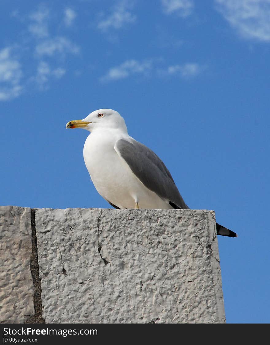 The bird in Monaco city is not afraid of people. The bird in Monaco city is not afraid of people