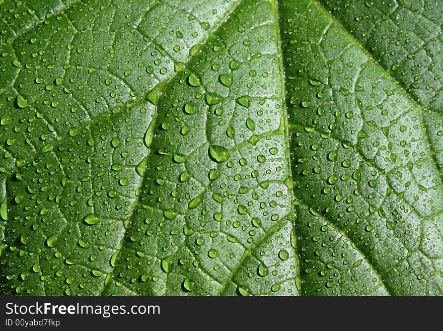 Leaf with the drops on it